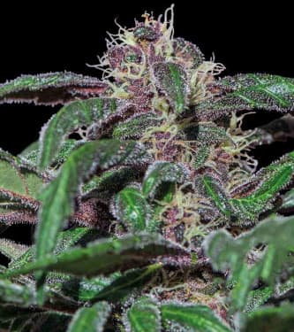 Ayahuasca Purple > Barneys Farm | Graines Féminisées  |  Indica