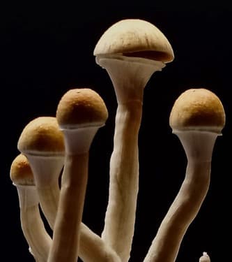 B+ AK47 > Magic Mushrooms | Magic Mushrooms / Psilocybin mushroom