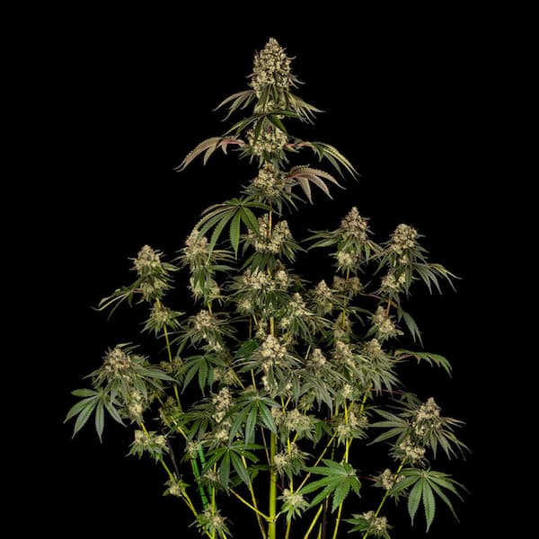 B-52 Seed > Silent Seeds | Feminized Cannabis   |  Hybrid