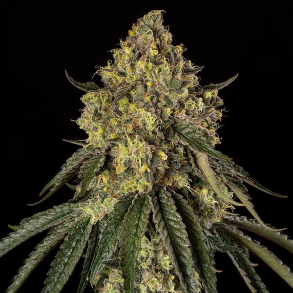 B-52 Seed > Silent Seeds | Feminized Cannabis   |  Hybrid