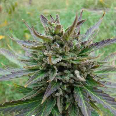 Kickass Auto > Kannabia Seeds | Graines Autofloraison  |  Indica