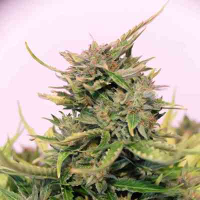 Baby Boom Auto CBD > Kannabia Seeds | Autoflowering Cannabis   |  Indica