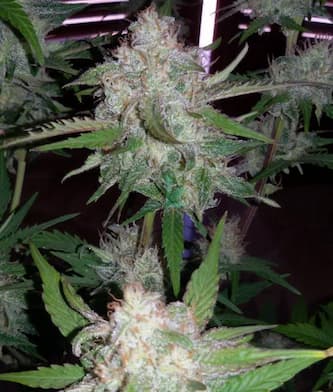 Baby Boom Auto > Kannabia Seeds | Autoflowering Hanfsamen  |  Indica