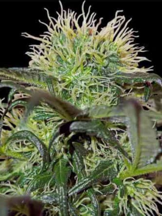 Bad Azz Kush > Barney\'s Farm | Graines Féminisées  |  Indica