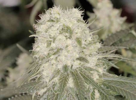 Bad Azz Kush > Barney\'s Farm | Graines Féminisées  |  Indica