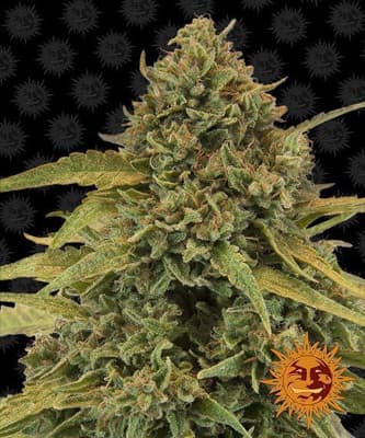 Bad Azz Kush > Barney\'s Farm | Feminisierte Hanfsamen  |  Indica