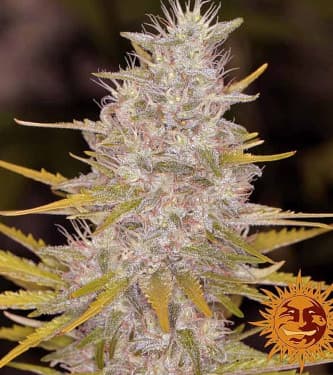 Bad Azz Kush > Barney\'s Farm | Semillas feminizadas  |  Índica