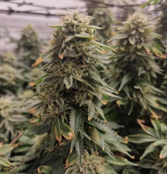 Badaboom Samen > Bask Triangle Farms | Feminisierte Hanfsamen  |  Indica