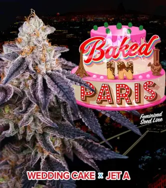 Baked in Paris > Perfect Tree | Feminized Marijuana   |  hybrid