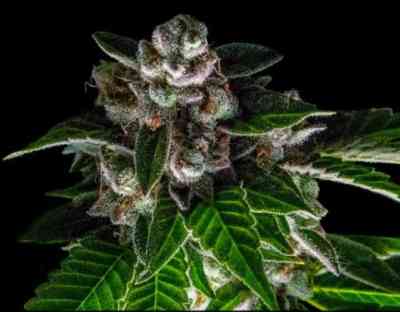 Baker\'s Delight Seed > DNA Genetics | Feminized Marijuana   |  Indica