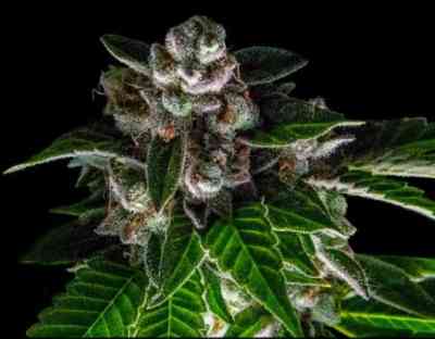 Baker\'s Delight Samen > DNA Genetics | Feminisierte Hanfsamen  |  Indica