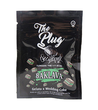 Baklava > The Plug Seedbank | Feminized Marijuana   |  Indica