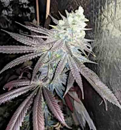 Baklava > The Plug Seedbank | Feminized Cannabis   |  Indica