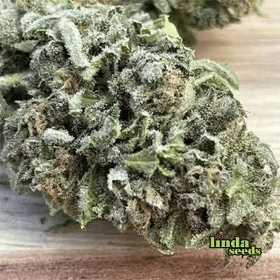 Balkonien Glück (F1 Fast Flowering) Seed > Linda Seeds | Cannabis seeds recommendations  |  Cheap Cannabis