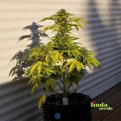 Balkonien Glück (F1 Fast Flowering) Seed > Linda Seeds | Cannabis seeds recommendations  |  Cheap Cannabis