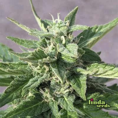 Balkonien Glück (F1 Fast Flowering) Seed > Linda Seeds | Cannabis seeds recommendations  |  Cheap Cannabis