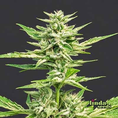 Balkonien Glück (F1 Fast Flowering) Seed > Linda Seeds | Cannabis seeds recommendations  |  Cheap Cannabis