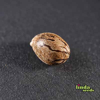Balkonien Glück (F1 Fast Flowering) Seed > Linda Seeds | Cannabis seeds recommendations  |  Cheap Cannabis