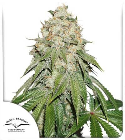 Banana Blaze > Dutch Passion | Feminisierte Hanfsamen  |  Indica