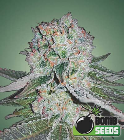 Banana Bomb > Bomb Seeds | Feminisierte Hanfsamen  |  Indica