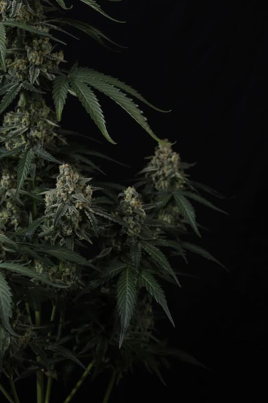 Banana Cherry Cookies Auto semilla > Fast Buds Company | Semillas de marihuana autoflorecientes  |  Índica