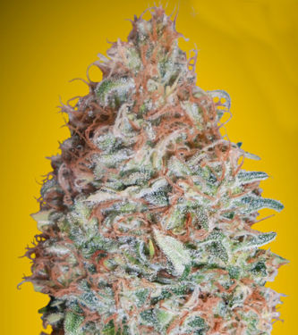 Banana Cookies > Advanced Seeds | Feminized Marijuana   |  hybrid