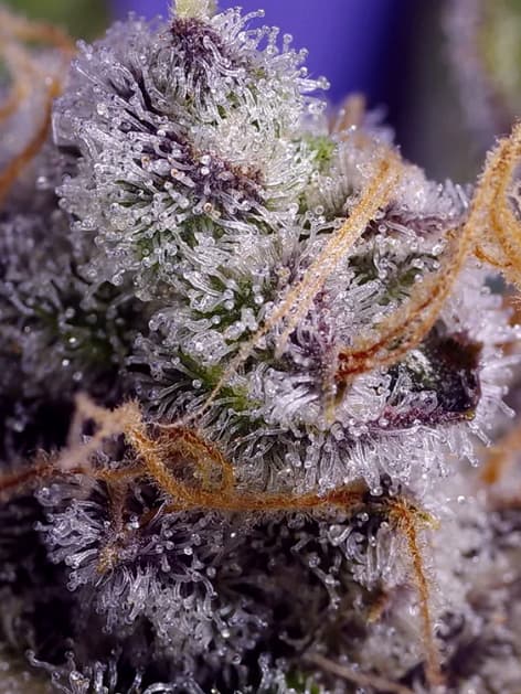 Banana Cream Cake XL Auto Seed > Sweet Seeds | Autoflowering Cannabis   |  Indica