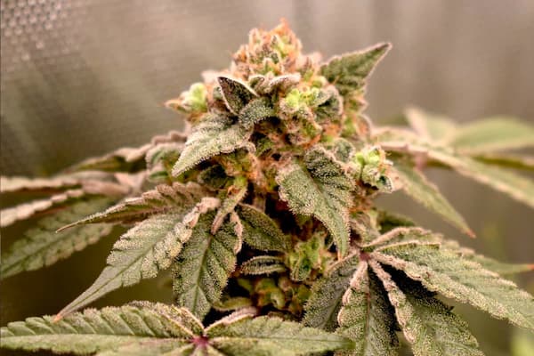 Banana Cream OG Samen > Original Sensible Seeds | Feminisierte Hanfsamen  |  Hybrid