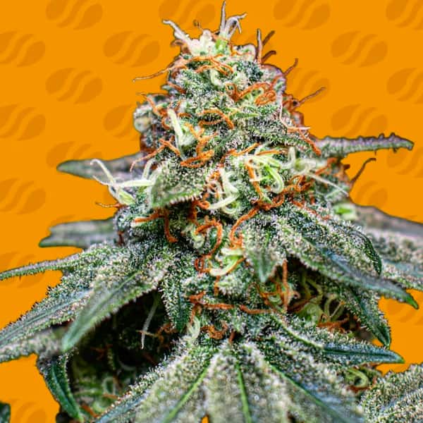 Banana Cream OG Samen > Original Sensible Seeds | Feminisierte Hanfsamen  |  Hybrid