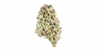 Auto Banana Dessert Samen > R-Kiem Seeds | Autoflowering Hanfsamen  |  Indica