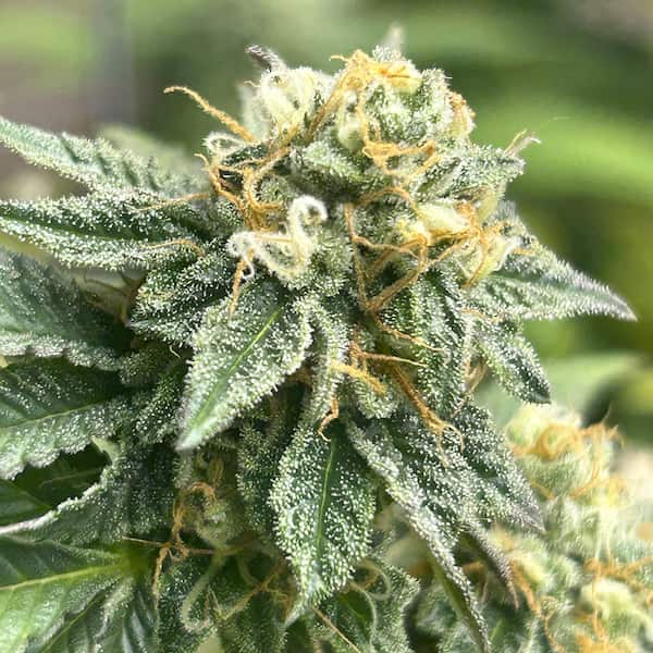 Auto Banana Dessert Samen > R-Kiem Seeds | Autoflowering Hanfsamen  |  Indica