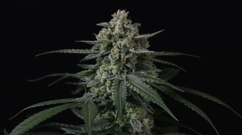 Banana Frost Auto graines > Fast Buds Company | Graines de cannabis autoflo  |  Indica