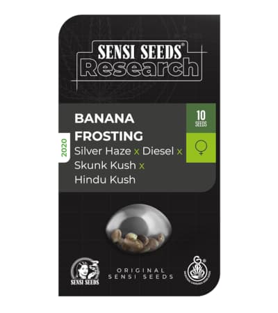 Banana Frosting > Sensi Seeds | Feminisierte Hanfsamen  |  Indica