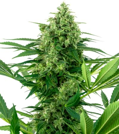 Banana Frosting > Sensi Seeds | Feminized Marijuana   |  Indica