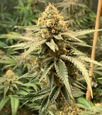 Banana Gorilla > Linda Seeds | Feminized Marijuana   |  Indica