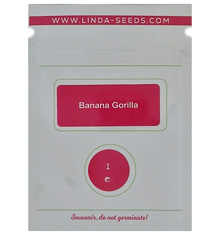 Banana Gorilla > Linda Seeds | Feminisierte Hanfsamen  |  Indica
