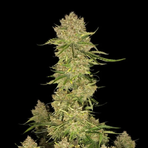 Banana Guava Auto Seed > Fast Buds Company | Autoflowering Cannabis   |  Hybrid