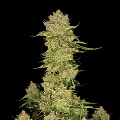 Banana Guava 2