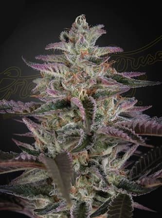 Banana Krumble > Green House Seed Company | Graines Féminisées  |  Indica