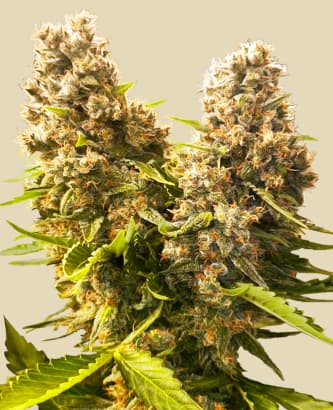 Banana Kush Cake Automatic > Sensi Seeds | Cannabis seeds recommendations  |  TOP 10 Auto Flowering