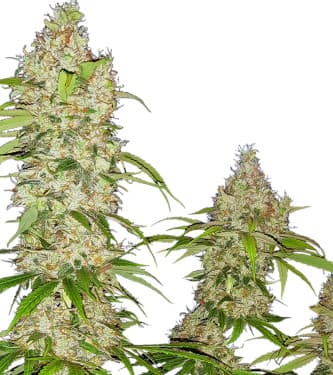 Banana Kush Cake > Sensi Seeds | Cannabis seeds recommendations  |  TOP 10 Feminized