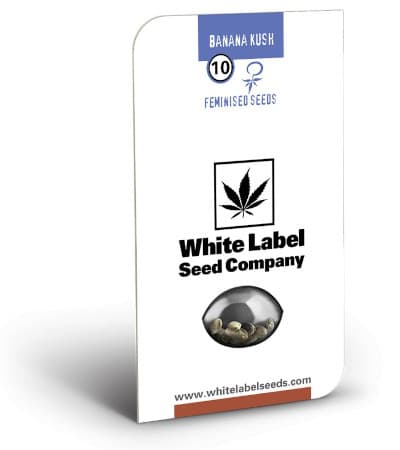 Banana Kush > White Label | Semillas feminizadas  |  Índica