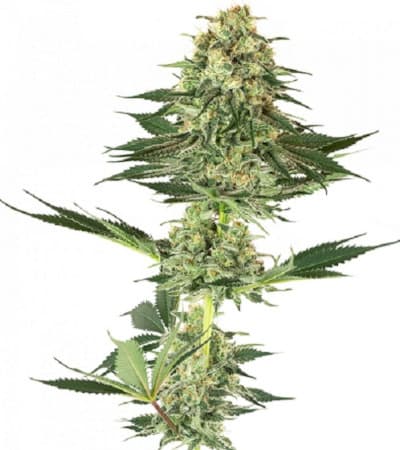 Banana Kush > White Label | Semillas feminizadas  |  Índica