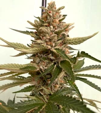 Banana Loaf > The Plug Seedbank | Feminized Marijuana   |  hybrid