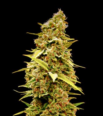 Banana Monkey > Bulk Seed Bank | Feminisierte Hanfsamen  |  Indica