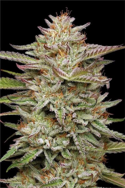 Banana OG Auto > Humboldt Seed Company | Autoflowering Cannabis   |  Sativa