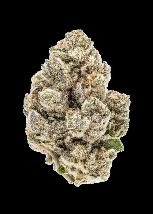Banana OG > Humboldt Seed Company | Graines Féminisées  |  Sativa
