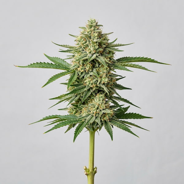Banana Pil Pil Seed > Bask Triangle Farms | Feminized Cannabis   |  Indica