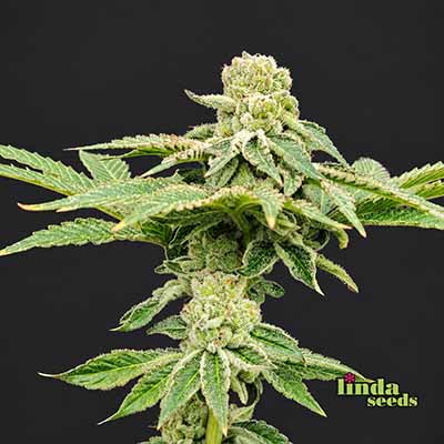 Banana Punch Samen > Linda Seeds | Hanfsamen Empfehlungen  |  Günstige Hanfsamen