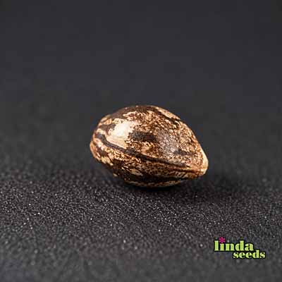 Banana Punch Samen > Linda Seeds | Hanfsamen Empfehlungen  |  Günstige Hanfsamen